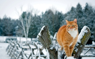 природа, зима, кошка, рыжий, снег, забор, кот, деревья