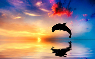 силуэт, отражение, океан, закат, прыжок, дельфин