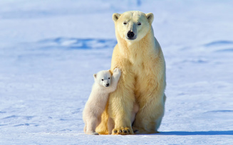 белые медведи, свет, зима, снег, белая медведица, малыш