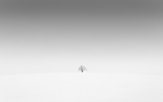 дерево, поле, минимализм