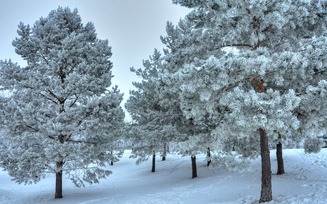 пейзаж, снег, деревья, зима