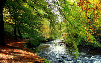 ручей, осень, деревья, берег, лес, листва